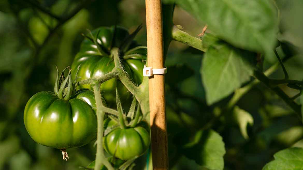 Biologiskt nedbrytbara buntband för jordbruksindustrin